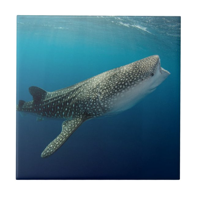 Whale Shark Swimming Ceramic Tile (Front)
