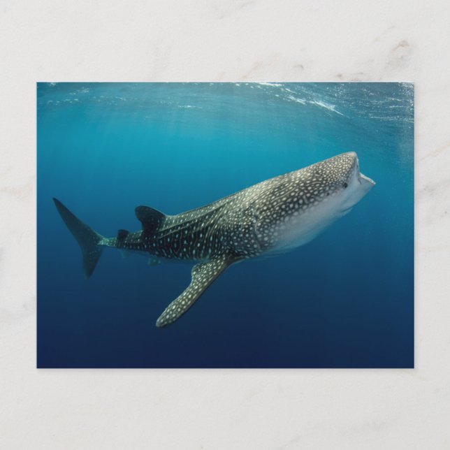 Whale Shark Swimming Postcard (Front)