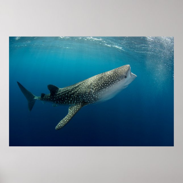 Whale Shark Swimming Poster (Front)