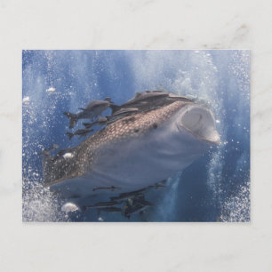 Whale shark swimming underwater postcard