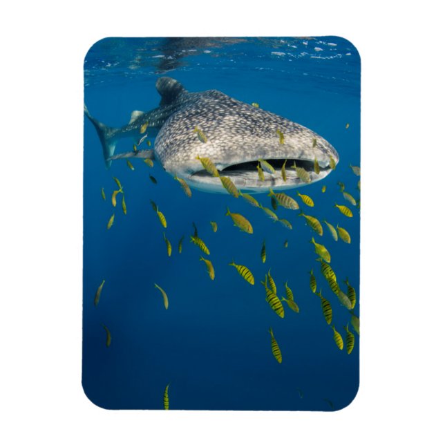 Whale Shark with fish, Indonesia Magnet (Vertical)