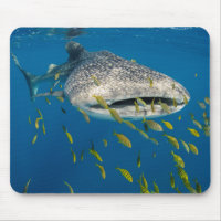 Whale Shark with fish, Indonesia