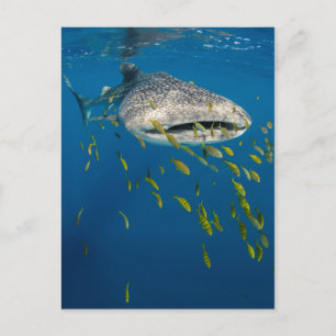Whale Shark with fish, Indonesia Postcard