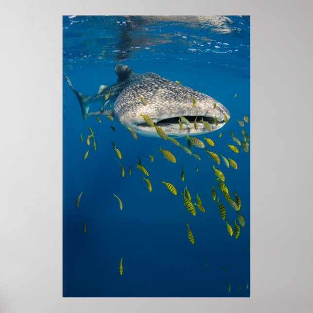 Whale Shark with fish, Indonesia Poster (Front)