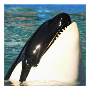 Whale Surfacing in Open Sea Photo Print