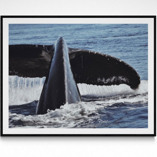 Whale Tail Fine Art Photography Print  (Creator Uploaded)