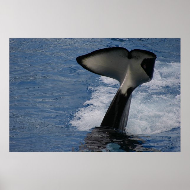 Whale Tail Poster (Front)