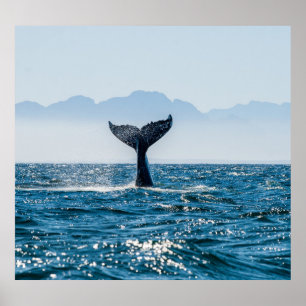 Whale Tail Seascape: Dramatic Water. Poster