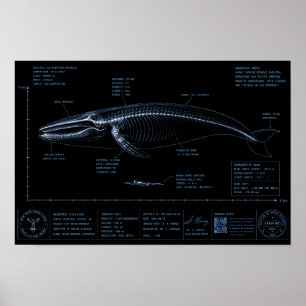 Whale vs Human Size Comparison X-Ray Poster