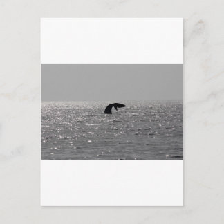 Whale-watching - Southern right whale print Postcard