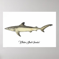 Whaler Shark (female)