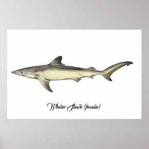 Whaler Shark (female) Poster
