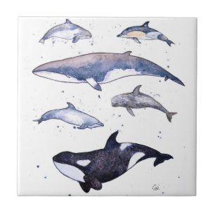 Whales and Dolphins of Scotland Tile