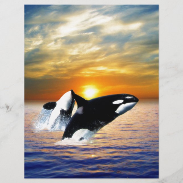 Whales at sunset (Front)