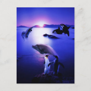 Whales dolphins penguins ocean sunset postcard