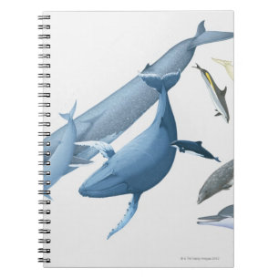 Whales Notebook