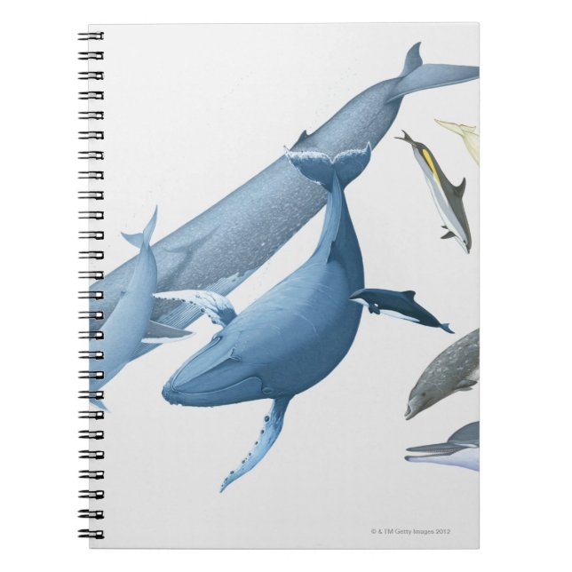 Whales Notebook (Front)