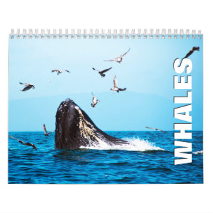 Whales Wall Calendar
