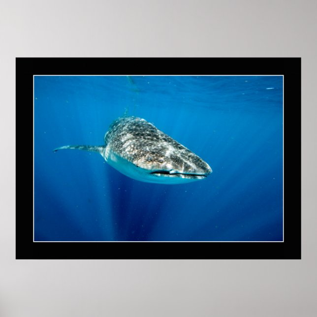 Whaleshark #1 poster (Front)