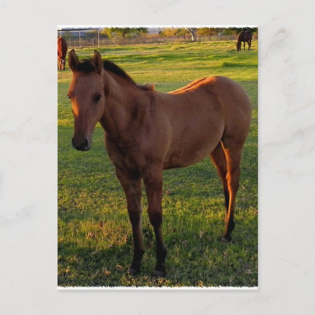 What A Beautiful Morning In Wickenburg Postcard (Front)