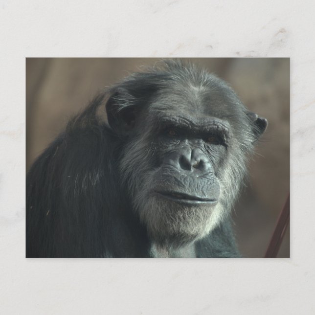 What a face? postcard (Front)