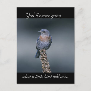 What a Little Bird Told Me Postcard