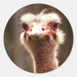 What are you looking at? classic round sticker