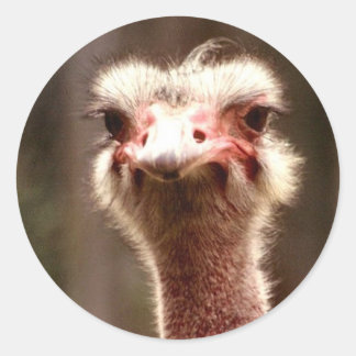 What are you looking at? classic round sticker