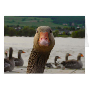 What Are You Looking At? (Goose Funny Face)