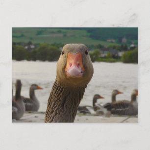 What Are You Looking At? (Goose Funny Face) Postcard
