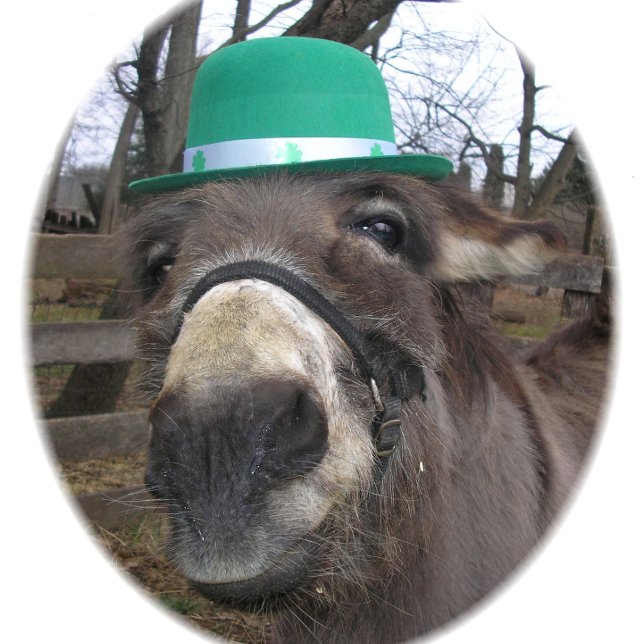 "What are you looking at?" Playing Cards (Creator Uploaded)