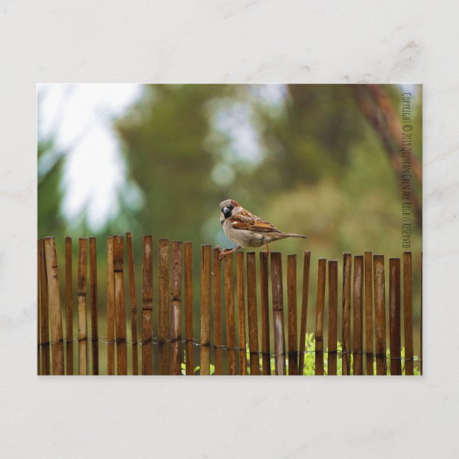 What are you looking at? postcard (Front)