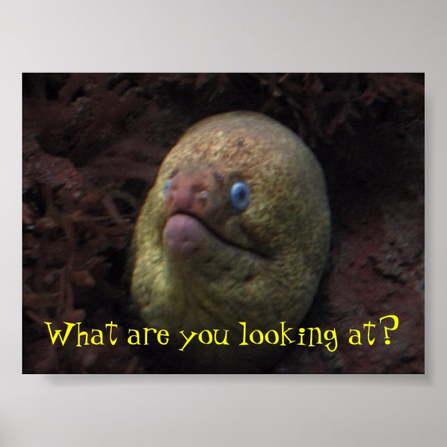 What are you looking at? poster (Front)