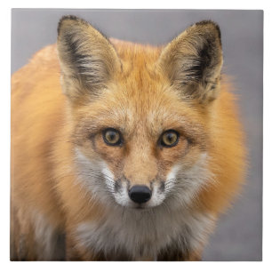 What Big Eyes You Have Ceramic Tile