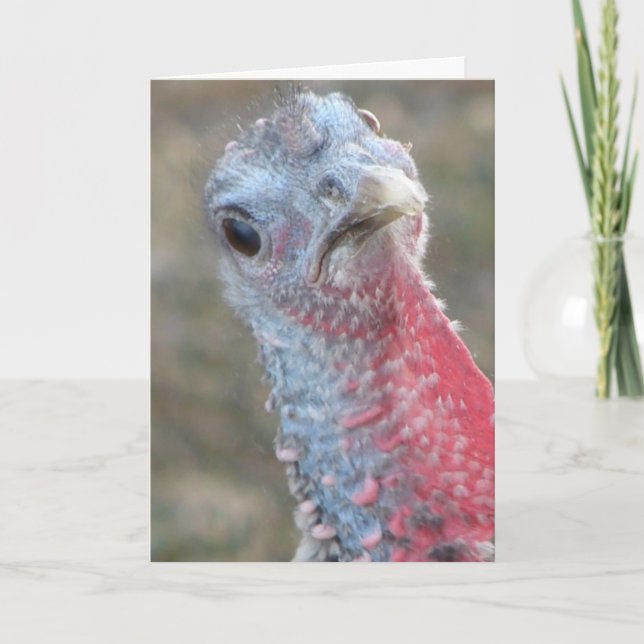 What?  Confused Turkey, Merry Christmas Holiday Card (Front)