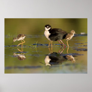 what cute chicks poster