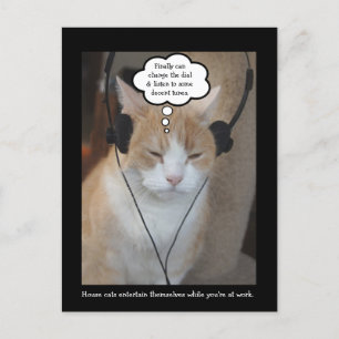 What do house cats do all day? postcard