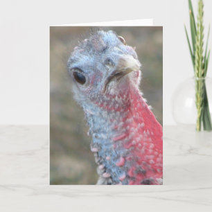 What? Happy Thanksgiving Holiday Card