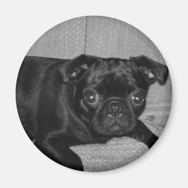 What? I didn`t do it! Magnet (Front)