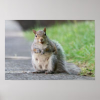 "What, I'm Pregnant!" Female Squirrel Poster