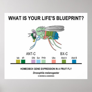 What Is Your Life's Blueprint? (Gene Expression) Poster