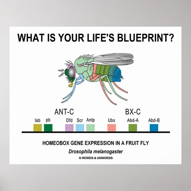 What Is Your Life's Blueprint? (Gene Expression) Poster (Front)