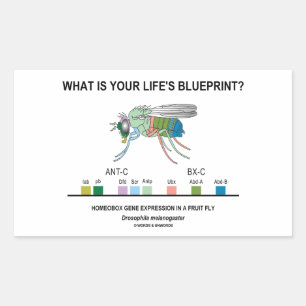What Is Your Life's Blueprint? (Gene Expression) Rectangular Sticker