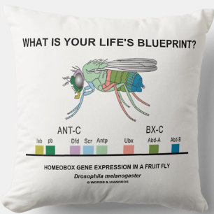 What Is Your Life's Blueprint? (Homeobox Genes) Cushion