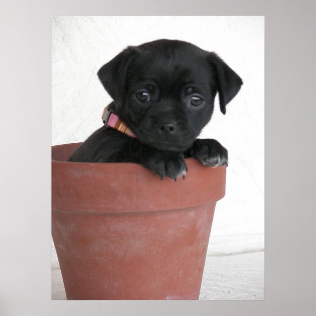 What? Poster (Front)