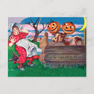 What the boys did to the cow! postcard