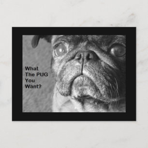 What The Pug Postcard