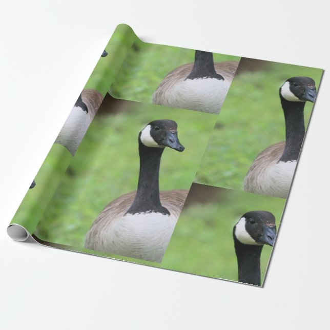 What  wrapping paper (Unrolled)