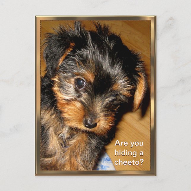 What you hiding? Customisable Postcard (Front)