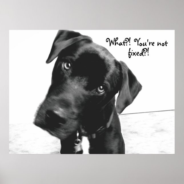 What?! You're not, fixed?! Poster (Front)